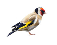 Carduelis Carduelis Goldfinch Isolated On White Background Hand-drawn