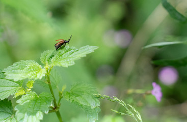 Canvas Print - small bug on a leaf