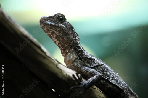 Fotomural Toloque rayado, también conocido como basilisco marrón o rayado (Basiliscus vitt