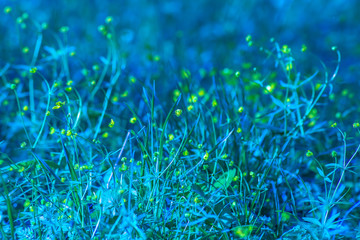 the texture of the grass,green grass,thick,small flowers,