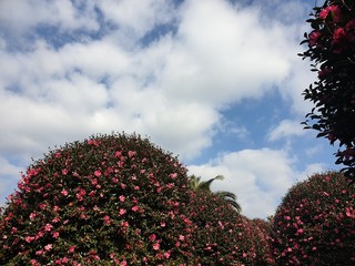 Wall Mural - pink flowers against blue sky