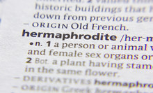 Hermaphrodite Word Or Phrase In A Dictionary.