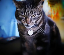 Close-up Portrait Of Cat