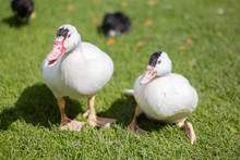 Two Beautiful White Ducks Are Sitting On The Green Grass In A Sunny Day