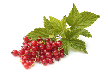 Berries of red currant with leaves