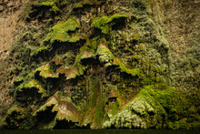 Big Green Moss In Sumidero Canyon As Sample Of Subtropical Mexican Vegetation