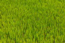 Green Rice Field In Vietnam