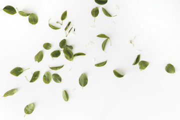 Wall Mural - green leaves and petals flat lay on white background. spring composition