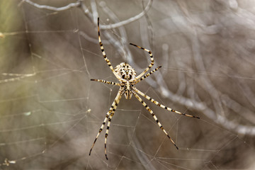 spider on a web
