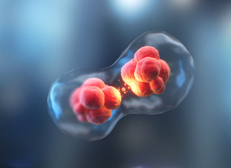 Wall Mural - human cell division under a microscope. cellular therapy. 3d illustration science and medical backgr