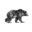 © INESA - .Big brown bear or Grizzly. Hand drawn vector illustration. Vintage image of a wild animal.