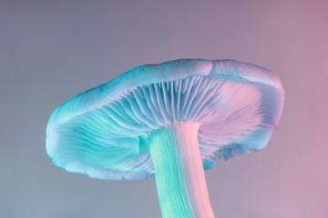 Aufkleber - Bunch mushrooms plant color light. Beautiful plant minimal in neon light. Minimalism retro style concept. Background pattern for design.