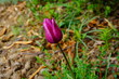 Wyrazisty pojedynczy pąk tulipana na rabacie