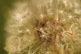 Fototapeta Dmuchawce - close up dandelion seeds 