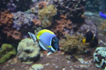 Wall Mural - Tropical fish in aquarium, Berlin