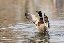 Male Mallard Duck Flapping Wings On Lake
