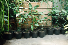 Young Green Plants In Black Pots. Seedlings. Gardening Lifestyle.