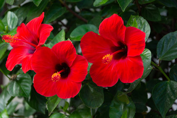 Red hibiscus flowers against green leaves. Natural background.Selective focus