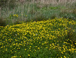W maju na łąkach  zakwitaja Jaskier ostry,  (Ranunculus acris L.) tworząc często malownoicze  żółte kobierce