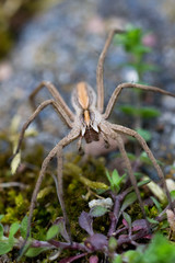 Wall Mural - Brown spider macro looking into camera