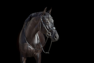 Wall Mural - black stallion close up portrait on black background
