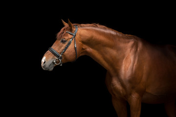 Wall Mural - Red stallion close up portrait on black backgound