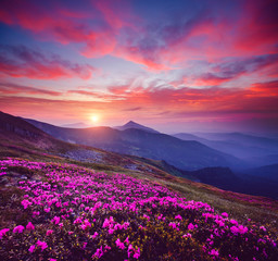 Poster - Charming pink flower rhododendrons at magical sunset. Location place Carpathian mountains, Ukraine, Europe.