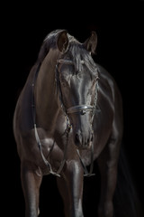 Wall Mural - Black stallion close up portrait on black background