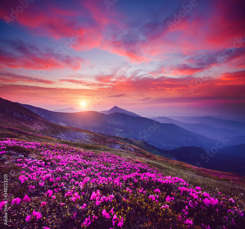 Fototapete - Charming pink flower rhododendrons at magical sunset. Location place Carpathian mountains, Ukraine, Europe.