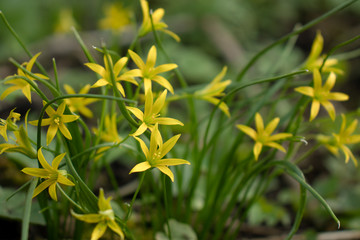 bright yellow small flowers in the sunlig