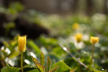 Bright yellow small flowers in the sunlight closeup