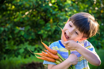 Wall Mural - Little child eating fresh harvested ripe carrots in the garden on the planting bed in summer day