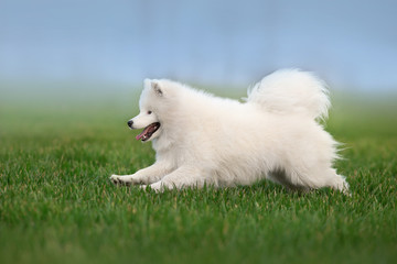 Wall Mural - white pomeranian dog