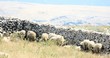 sheep near a sheep wall,  Metajna, island Pag, Croatia
