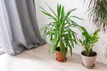 Beautiful Green Indoor Yucca Aloifolia And Zamioculcas Flower , Home Decorative Plants On The Background Of A White Wall