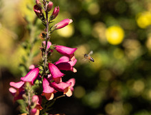 Closeup Of A Bee Flying By Pink Foxglove Flower