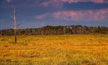 Scenic Landscape Of Florida Marshlands