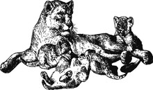African Proud Lioness With Cubs, Vector Of A 19th Century Engraving
