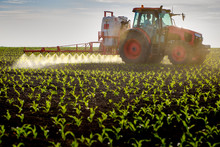 Tractor Spraying Young Corn With Pesticides