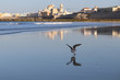 view of Cadiz with a flying seagull