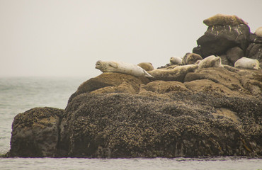 Wall Mural - Closeup of Harbor Seals resting on rocky island