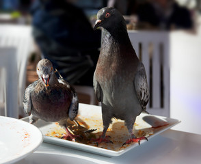 Two pigeons on a table in a restaurant isolated in blurry background. Pigeons in Valletta