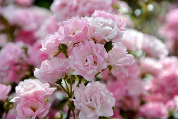 Wall Mural - Delicate pink roses in the garden close-up