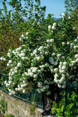 flowers, huts and trees grown in the garden