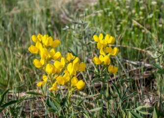 Greater Birds-foot Trefoil, Lotus pedunculatus yellow flowers in South Table Mountain Park, Golden, Colorado