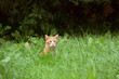 Rudy kot w wysokiej trawie.