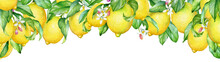 Watercolor Illustration Of Blooming Lemon Tree Branches.