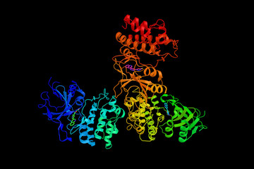 Poster - Mitogen-activated protein kinase kinase kinase 8, an enzyme which can activate both the MAP kinase and JNK kinase pathways. 3d rendering