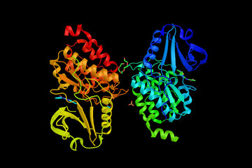 Poster - Myosin light chain kinase 4, an enzyme involved in protein amino acid phosphorylation. 3d rendering