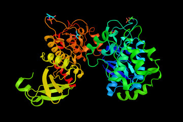 Poster - Serine/threonine-protein kinase 4, a cytoplasmic kinase that is structurally similar to the yeast Ste20p kinase, which acts upstream of the stress-induced mitogen-activated protein kinase cascade